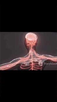 Brain anatomy details