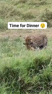 What's on your dinner table? 😋 Here in the Wild, dinner is served 😲 The leopard 🐆 says welcome because survival for the fittest is the mantra of the jungle 🤦🏽‍♀️ #wild #wildlife #jungle #leopard #gamedrive #gamedrivesightings #GameDriveAdventure #safari #safariadventure #SafariSighting #highlights | Black Culture Tours & Events