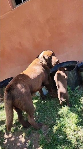 7 Perros labradores retriever | AgroAnuncios.es