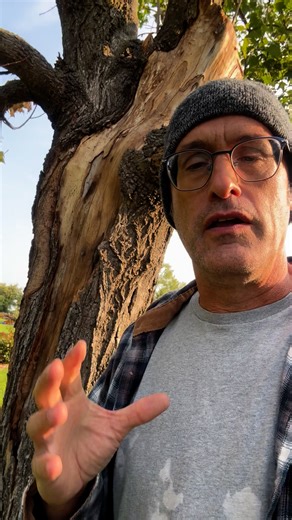 Maple tree trunk cracking. | Bergeson Nursery