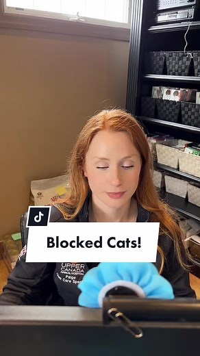 Blocked Cats: Symptoms & Treatment