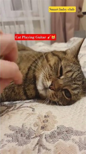 You’ve Never Seen a Cat Play Guitar Like This 🤣🎸