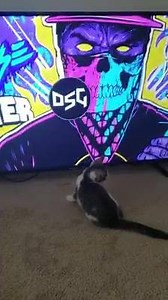 4.1K views · 69 reactions | My cat loves Dubstep  https://youtu.be/IIzTYkART7s | Fire Dubstep. | Facebook