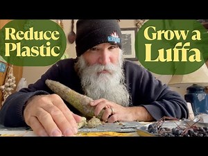 Grow Luffa for the Kitchen: A Natural Alternative to Plastic Scouring Pads