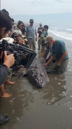 Rare Deep-Sea Species Washes Ashore, Identification Unclear