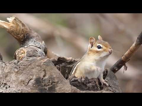 Is It Spring Yet? Curious Chipmunk Peeks Out of Its Burrow🌼🐿️