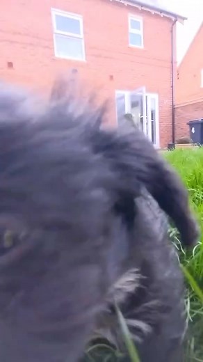How beautiful is this video..! | Black Cockapoo Lovers