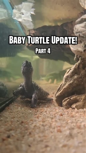 Our baby snapping turtles are growing stronger every day! They’re practicing their camouflage skills, settling into their habitats, and continuing to eat like crazy as they build the strength they’ll need to thrive in the wild. Along with all that growth, they’re receiving daily hands-on care and ongoing veterinary oversight to ensure they stay healthy and on track for a successful release. Right now, we’re running a $1,000 baby turtle sponsorship fundraiser, and we’re hoping to find a few more