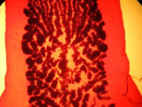 TAPEWORM LIFE CYCLE & SLIDES