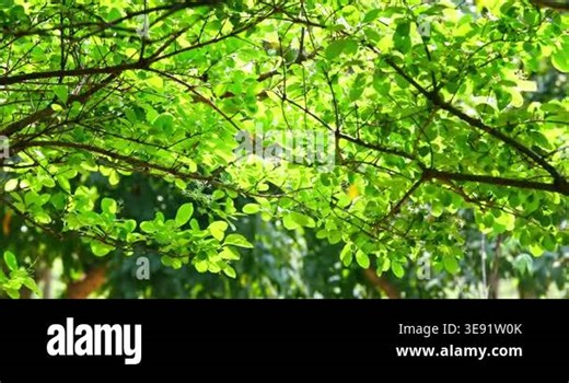 In April, during springtime, I took close-up photos of fringe trees with white petals and emerald green leaves in a park Stock Video Footage - Alamy