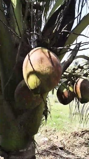 coconut tree 🌴Coconuts have grown on the small tree.