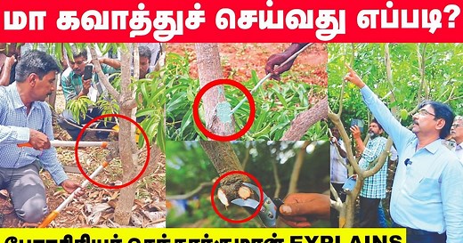 `மா கவாத்து இப்படிச் செய்தால் மகத்தான லாபம் ஈட்டலாம்!' பேராசிரியர் செந்தூர்குமரன்