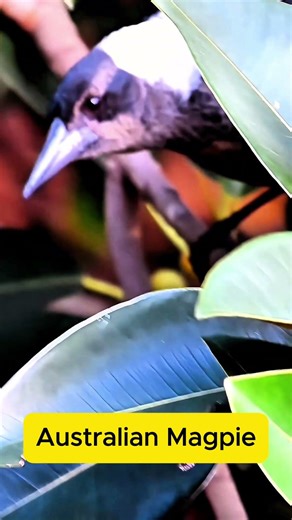 Aussie Magpie Being Adorable for No Reason 😂💕