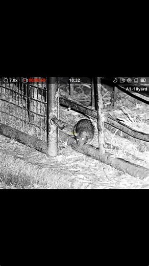 Last night we were back out under the cover of darkness at a local pig farm, once the farm had fully shut down for the day. This is when the real activity begins — and it didn’t disappoint. With feed stores, warm buildings, and quiet surroundings, farms can quickly become a magnet for rodents after dark. Within minutes of setting up, it was clear just how big the problem had become. The numbers moving through the yards, sheds, and surrounding areas were huge, confirming exactly why ongoing contr