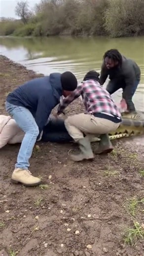 RIVER NIGHTMARE! 🐍😱 Giant Anaconda Attacks Fisherman