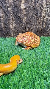 So Cute #puppytk #puppy #cutecatandpuppyworld #animal #cute #cutepuppylovers #cutepetshow #pet #cutepet #dogs | Harii Simone