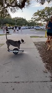 3.2M views · 56K reactions | Unmatched aura  @onewheeldog | Craft&Ride | Facebook