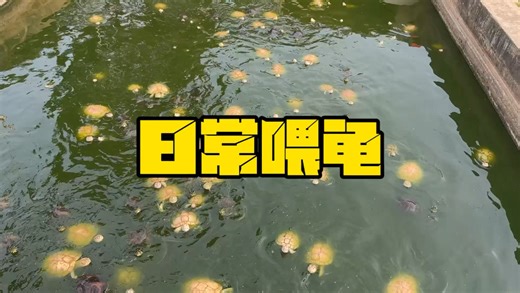 终于等到稳定的天气可以喂龟，我这按耐不住的死手也是对上了饥渴难耐的乌龟…#养龟日常
