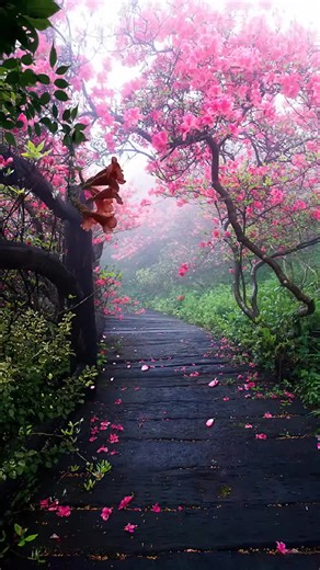 Beautiful Flower and Nature Scenery Video Backgrounds