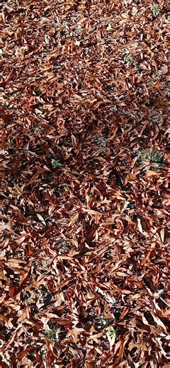 birds chirping sound effect and free video of leaves