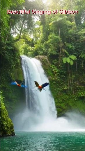 #Beautiful Singing of Gibbon! #original #funny #wildlifeentertainment #animals #birdsong
