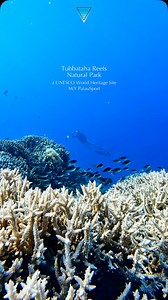 Tubbataha Reef Imagine this: You’re freediving in the vibrant, untouched reefs of Tubbataha—a UNESCO World Heritage Site and one of the most biodiverse marine sanctuaries in the world. Every dive brings you face to face with wild sea turtles, reef sharks, and countless species of vibrant marine life in their purest, most natural habitat.But this journey goes deeper than the ocean. Tubbataha 2026 Freediving and Wellness Expedition is a once-in-a-lifetime adventure designed to reconnect you—with n