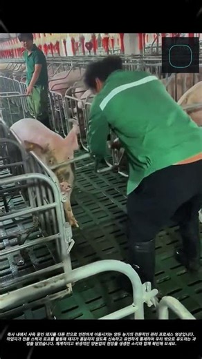 축사에서 돼지를 안전하게 이동시키는 방법 #worker #process #pig #farm #livestock