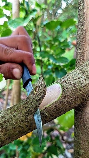 grafting techniques #craf #grafting #plants #diy #airlayering #gardening