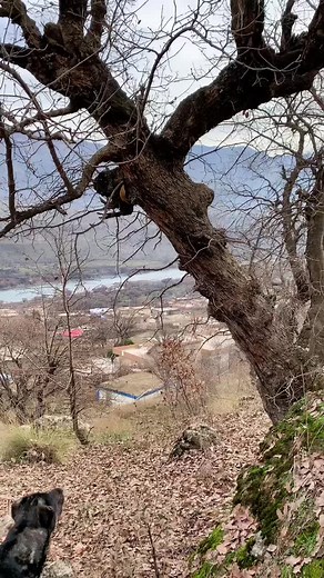 #baravannzari #foryou #foryoupage #fypシ #عرب #tiktok #كوردستان #dog #حيوانات #عمار_الكوفي #عرب_تيك_توك #عراق #حيوانات_اليفه #kurd #ماشاءالله #عرب48 #فلكلور #ماشاءالله_تبارك_الله