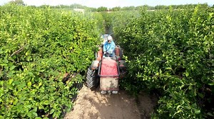 Rear view of Tractor spraying pesticide and insecticide on lemon plantation in Spain. Weed insecticide fumigation. Organic ecological agriculture. A sprayer machine, trailed by tractor spray herbicide