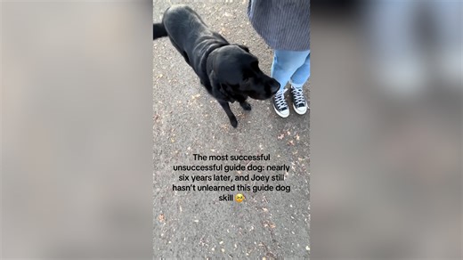 Failed Guide Dog Still Follows Owner Closely