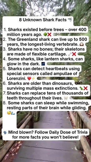 8 Shark Facts You Didn’t Know 🦈 (Number 5 Is will blow your mind!) #shorts #animalfacts