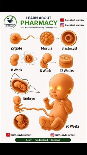 Fetal Development Stages Explained | Zygote to Baby Growth Week by Week#fetaldevelopment #embryo