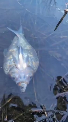 Three eyed fish warning or mystery #reelsfypシ #reelsviral #reelstrinding #reelsviralfb #content | Funny Foreman