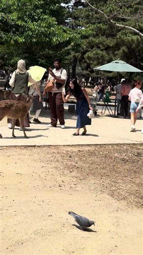 こんなに近くで会える！奈良公園の鹿🦌 #japan #奈良 #動物