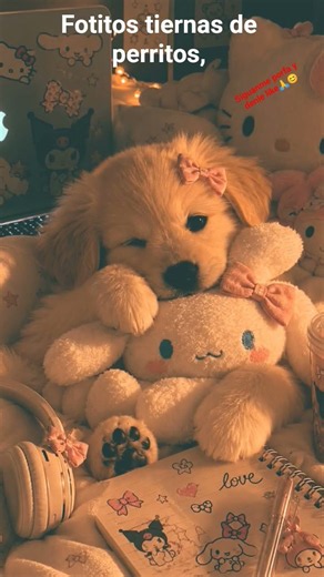 fotos lindas de perritos ♥️