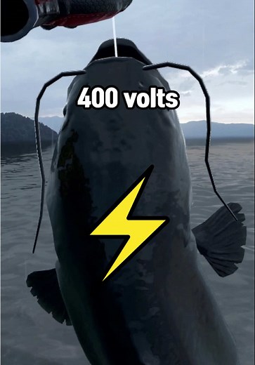 DID YOU KNOW? There’s a catfish that can generate electricity! ⚡🐟 | electric catfish