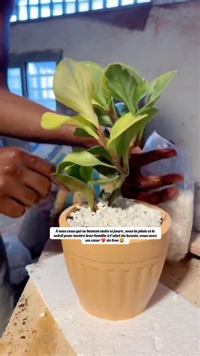 53K views · 2.3K reactions | À tous ceux qui se battent nuits et jours , sous la pluie et le soleil pour mettre leur famille à l’abri du besoin, vous avez un cœur ❤️ de lion 女 #cheveuxland #cheveuxlandais #cheveuxnaturels Je n’ai aucun droit sur la musique jouée dans cette vidéo | DAVE HAIR Booster | Facebook