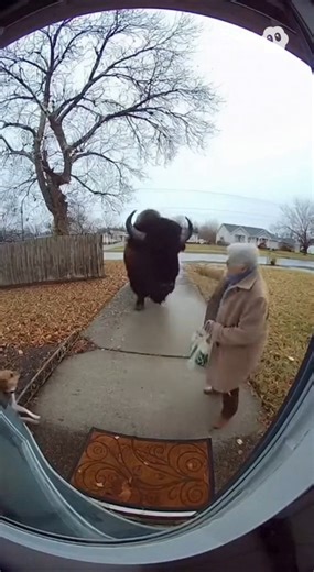 Dog vs Buffalo — A Real-Life Battle of Courage 💥🐶 #dog #hero