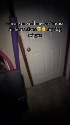 He is a chihuahua so idk why hes acting like this #door #dog #puppy #scary #mimic