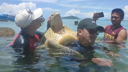 WATCH: Footage shows a confused turtle being forced to ride on the man's back as local guides capture videos and photos of them together moving around the water. The incident occurred in the Philippines' Palawan region, where the municipal tourism authority labelled it as "abuse" and "cruelty". Read more: https://tdy.sg/3S2P4A6 | TODAY