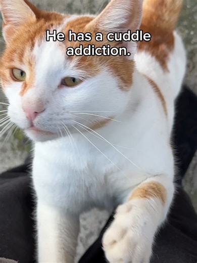 Meet Barney: The Sweet Cat in Need of a Home