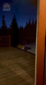 112K views · 2.6K reactions | Nature isn't always beautiful; sometimes it's terrifying. Check out these 10 spine-chilling encounters. #WildAnimalEncounters #ScaryNature #WildBeasts #Hiking #Camping | Wild Animal Encounters | Facebook