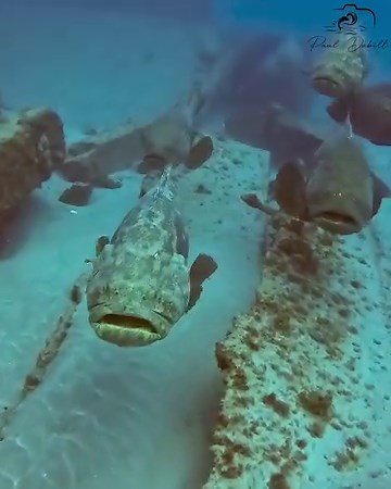 244K views · 4.6K reactions | The 2023 annual Goliath Grouper aggregation has begun! These giant fish gather in the Jupiter, Florida area every year to spawn. I counted around 40 on this shipwreck that sits in 60’. The fast moving current made it challenging to film them while freediving. Needed to time the drop just right before being swept away by the current. | Paul Dabill Photography | Facebook