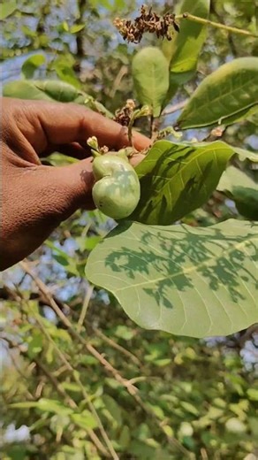 How do cashew trees flower and bear fruit? Cashew Growth Stages #ravanpatta #forest