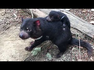 Baby Tasmanian Devil Joey Gets A Piggyback!