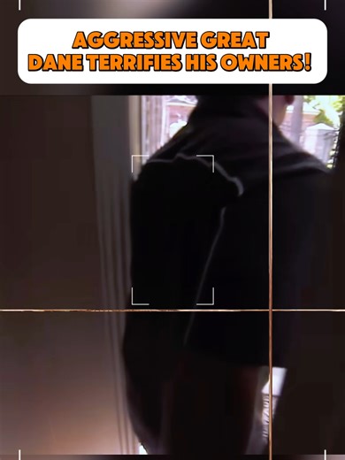 Aggressive Great Dane Terrifies His Owners! #fyp #foruyou #dane #owners