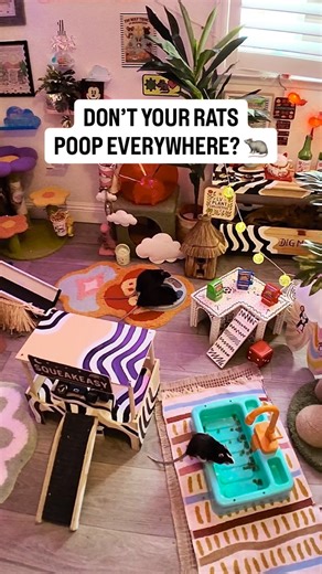 🐭 THE RAT PACT 🐭 on Instagram: "RATS ARE EASY TO LITTER TRAIN 🐀 The most asked question is how we clean! Can’t imagine how many of ya’ll think we dig through their ball pits for rat droppings 💀🤣😭 Here’s how we trained ours: ⭐️ Buy multiple corner litter trays ⭐️ Fill them with litter & a flat rock ⭐️ Place them in the corners they poop the most ⭐️ If they miss, place the droppings into the tray ⭐️ They’ll follow the scent & learn where to go 💫 Our rats are fed whole foods which has less f
