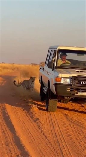 Springbok Leaps Into Safari Car to Escape Starving Leopard | Extreme Botswana Wildlife Chase