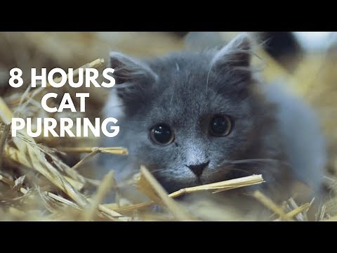 Kitty Cat Purring Relaxation Sounds ASMR 8 Hours